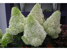 Hydrangea (���������) pan. Polar Bear P17/C2 40-60 CM - 6,4