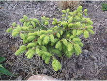 ����� ������� �� ������� ������ ����������