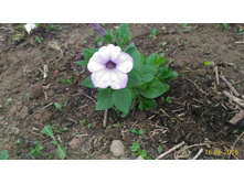 P 20160616 185405 1 p.jpg