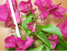 ����������� Vera Deep Purple