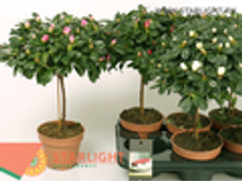 ������ ����� (45) 495.00