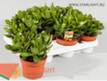 �������� �������� ��� (20) 295.00