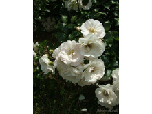 Rosa (����) Ice Meidiland C5 - 7,94