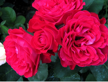 Rosa (����) Dominica C5.5 - 4,65