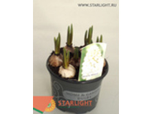 ������� ���� ������ (15) 169.00105.00