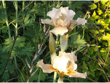 ���� ������