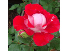 Rosa (����) Take it Easy C5.5 - 12,95