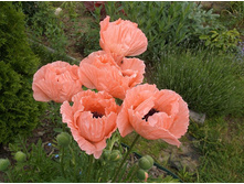 ��� ���������