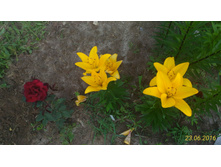 P 20160623 184339 1 p.jpg