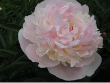 ������ ��������