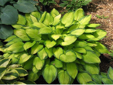 ����� ���� ��������150