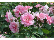 Rosa (����) Centenaire de Lourdes Rose C5 - 8,89