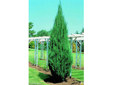 Juniperus (����-�) scopulorum Skyrocket - 3,86