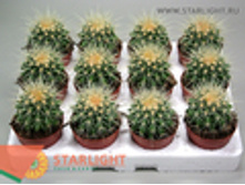 ����������� ������� (10) 89.00