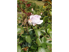 ������� ������