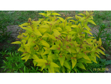 P 20160616 190448 1 p.jpg