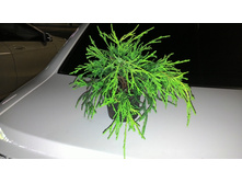 ����������� �������� ����