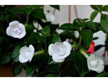 Double picottee rose (2).jpg