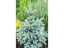 Picea (���) pungens Blue Mountain - 40,32