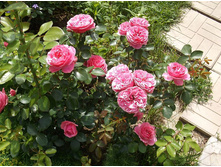 �������� �� �����