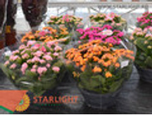 �������� ��������� (30) 445.00