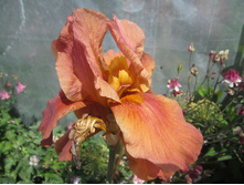 ������ 002.jpg