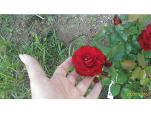 P 20160623 184141 1 p.jpg