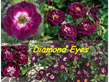 Rosa (����) Diamond Eyes C5 - 12,95