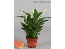 ����������� ����� (45) 125.00