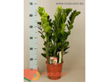 ������������ ���� (60) 995.00