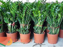 ������������ (125) 2 550.00