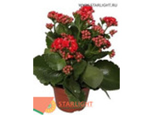 �������� ������ (25) 165.0