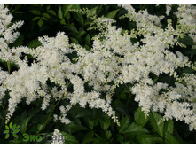 �������� ������� ������� 110