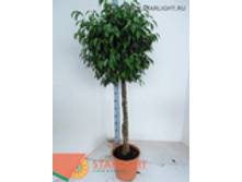 ����� (180) 9 995.00