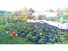 ���������� ����