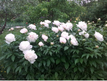 Festiva Maxima, Mielles, 1851 ���