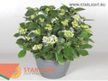 ��������� (70) 2 395.00