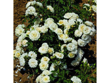 Rosa (����) Fai C5 - 8,05