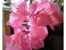 �����������  Bois de Roses- ������ �������� ....