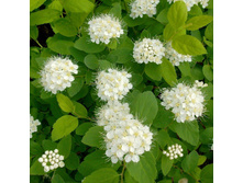 Spiraea (������) betulifolia Tor - 3,3