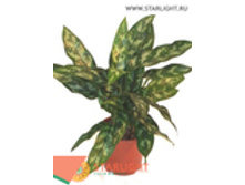 ��������� ����� (40) 595.00