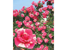 Rosa (����) Candy Land C5 - 12,95