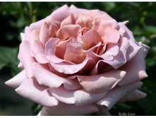 Rosa (����) Koko Loko C5 - 12,95