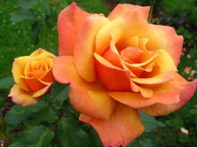 Rosa (����) Belle Epoque C5 - 12,27