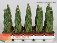 ���������� (45) 595.00