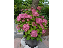 Hydrangea (���������) arb. Pink Annabel P19/C3 20-30 CM - 12,6