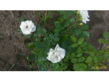 P 20160623 184325 1 p.jpg