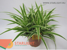 ���������� ���� (25) 595.00