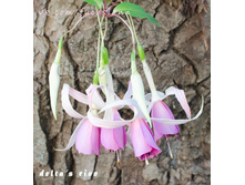 ������ Delta's Rien