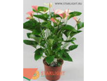 �������� ������� ����� ������� (90) 1 895.00